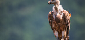 Испански полицаи спасиха лешояд, скитащ се в центъра на Мадрид (ВИДЕО)