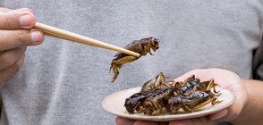 Учени създадоха протеинови закуски от... насекоми (ВИДЕО)