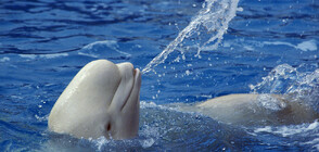 НЕОБИЧАЙНА ГЛЕДКА: Белуга плува по течението на Сена (ВИДЕО)