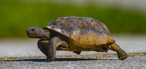 ЗАРАДИ ЖЕГИТЕ: Във Флорида се излюпват предимно женски костенурки