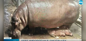 Бебе хипопотам се роди в Синсинати (ВИДЕО)