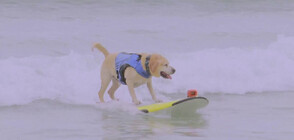 Кучета-сърфисти яхнаха вълните край бреговете на Калифорния (ВИДЕО)