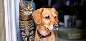 ПРИЯТЕЛСТВО: Ослепяло куче си намери котка за водач (ВИДЕО+СНИМКА)