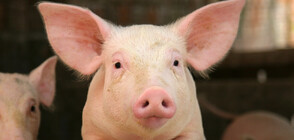 Учени възстановиха клетъчни функции на прасета