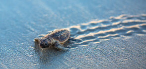 За пръв път от 4 години: Откриха гнездо на морски костенурки на плаж в Мисисипи (СНИМКИ)