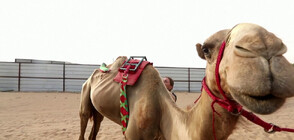 Не знаете как да яздите камила - училище за езда отвори врати в Дубай (ВИДЕО)