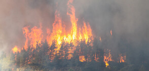 Евакуират село в Закинтос заради пожар (СНИМКИ)