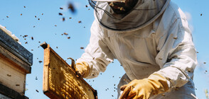 ЖИВОТЪТ НА ЕДИН ПЧЕЛАР: Вижте мъжа, отдал се на производството на мед (ВИДЕО)