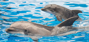 Доброволци спасиха делфини, заседнали на плаж в Нова Зеландия (ВИДЕО)