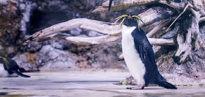 Пингвин стана жертва на лисица в Единбургския зоопарк (СНИМКИ)