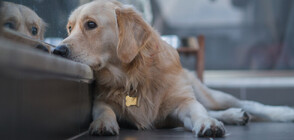 Все повече британци се разделят с домашните си любимци заради високите разходи