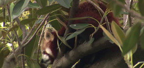 След два дни издирване: Заловиха избягала от зоопарк червена панда (ВИДЕО)