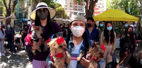 В Боливия отбелязаха празника на Свети Рох, покровителя на животните (ВИДЕО)
