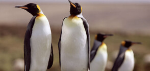Учени: Шум от кораби застрашава колония африкански пингвини в РЮА