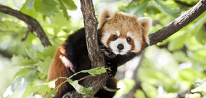 В британски зоопарк се роди застрашен вид червена панда - вижте бебето (ВИДЕО)