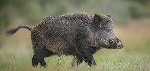 Градове в Испания се борят с нашествие на диви прасета (ВИДЕО)