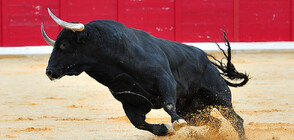 Избягал бик предизвика хаос по улиците на Лима (ВИДЕО)