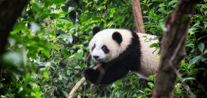 Вижте най-тежкото бебе панда, родено в плен (ВИДЕО)