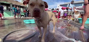 Плажен бар в САЩ предлага питие и забавления за кучета (ВИДЕО)