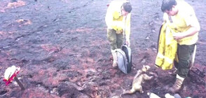 Видео със спасен от горски пожар мравояд стана хит в интернет (ВИДЕО)