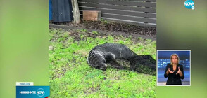 Неочакван и неканен гост изненада семейство в Нова Зеландия (ВИДЕО)