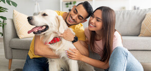 Австрийски учени изследваха предпочитанията на кучетата за техните стопани