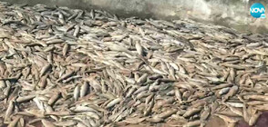Започна извозването на 40 тона умряла риба от рибарниците в Своге