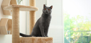 Котарак събуди стопанката си рано сутринта и спаси живота й