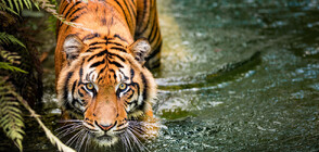 Според природозащитниците популацията на тигри в Непал се увеличава