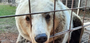 Нов обитател пристига в Парка за мечки край Белица (СНИМКИ)