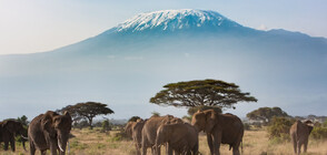 Инсталираха високоскоростен интернет на Килиманджаро