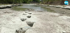 Пресъхнала река разкри отпечатъци от динозавър на 113 млн. години (ВИДЕО)