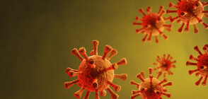 903 new coronavirus cases confirmed in Bulgaria
