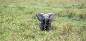 Бебе слонче се роди в зоопарк във Великобритания (ВИДЕО)
