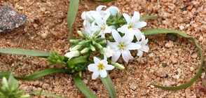 Пустинята Атакама се покри с цветя (ВИДЕО)