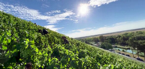 Горещото и сухо лято във Франция доведе до по-ранното събиране на гроздето за шампанско (ВИДЕО)