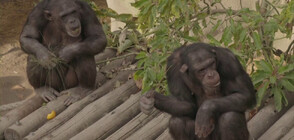 Шимпанзетата Саша и Кангу летят за Лондон (ВИДЕО)