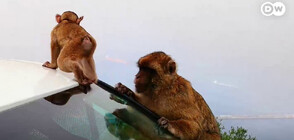 Да шофираш с маймуни върху колата: Екзотичният живот в Гибралтар (ВИДЕО)
