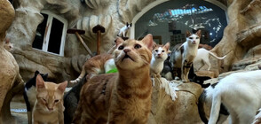 Тунизийски ветеринарен лекар превърна къщата си в приют (ВИДЕО)