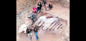 Откриха скелет на динозавър, дълъг 25 метра (ВИДЕО)