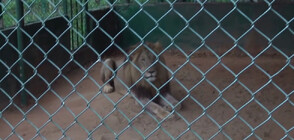 Лъв разкъса мъж в зоопарк в Гана (ВИДЕО)