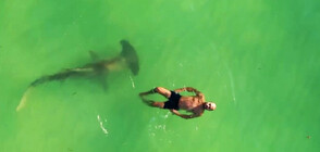 Проучване: Все по-често акули плуват в близост до пренаселените градски плажове (ВИДЕО)