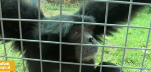 Нов рядък вид човекоподобна маймуна в Софийския зоопарк