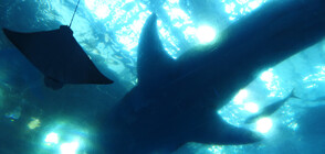 ВОДНИ МУЗЕИ: Най-впечатляващите аквариуми в света (ГАЛЕРИЯ)