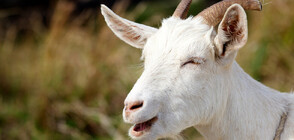 Лов с пържени картофи: Полицаи хванаха кози, разхождали се по натоварен път (ВИДЕО)