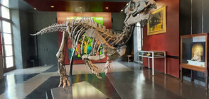 Продават скелет на динозавър за половин милион евро на търг в Париж (ВИДЕО)