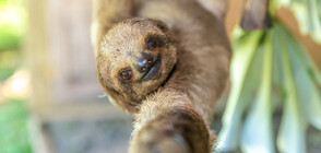 ТРОГАТЕЛНО: Плачещо бебе ленивец среща майка си след горски пожар в Боливия (ВИДЕО)