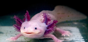 Учени: Саламандърът може да помогне за лечението на големи рани при хората