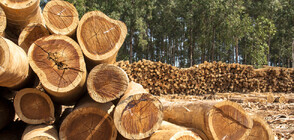 ИЗМАМА С ПРОДАЖБА НА ДЪРВА ЗА ОГРЕВ: Каква е схемата и колко са потърпевшите?