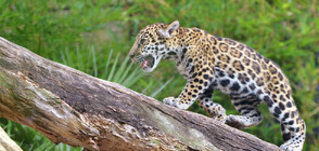 Две ягуарчета се родиха в национален парк в Аржентина (ВИДЕО)